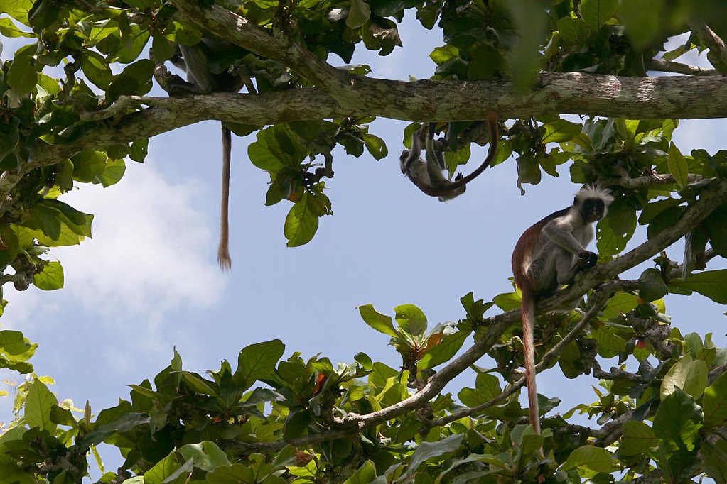 Esperienze Zanzibar