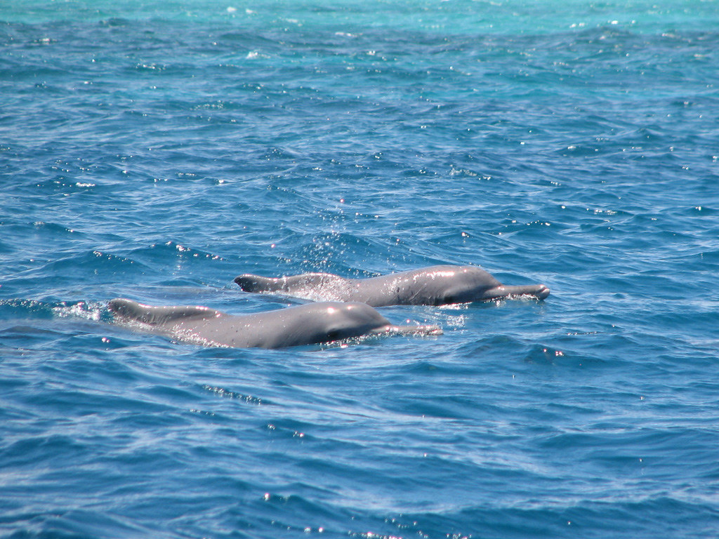 Esperienze Zanzibar