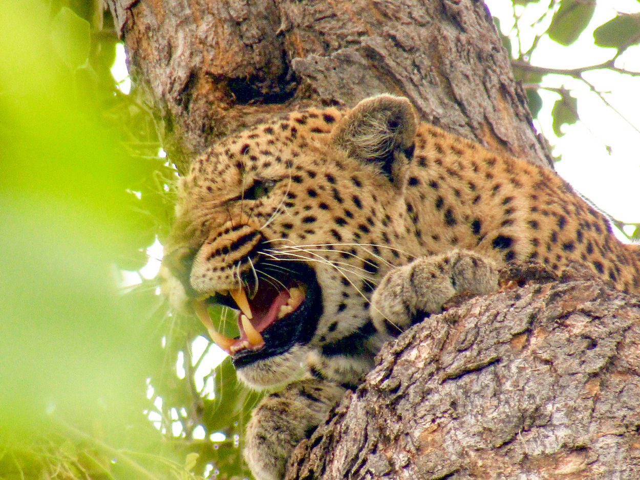 Moremi National Park