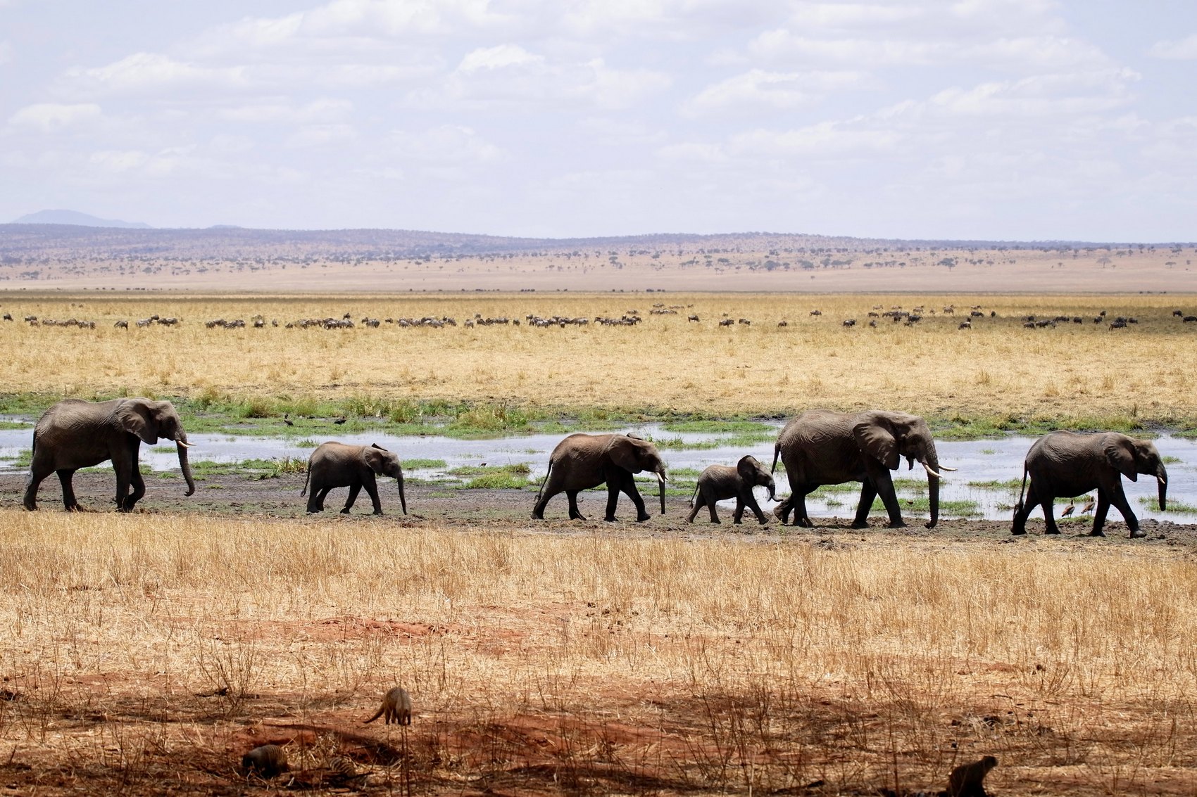 Tarangire National Park