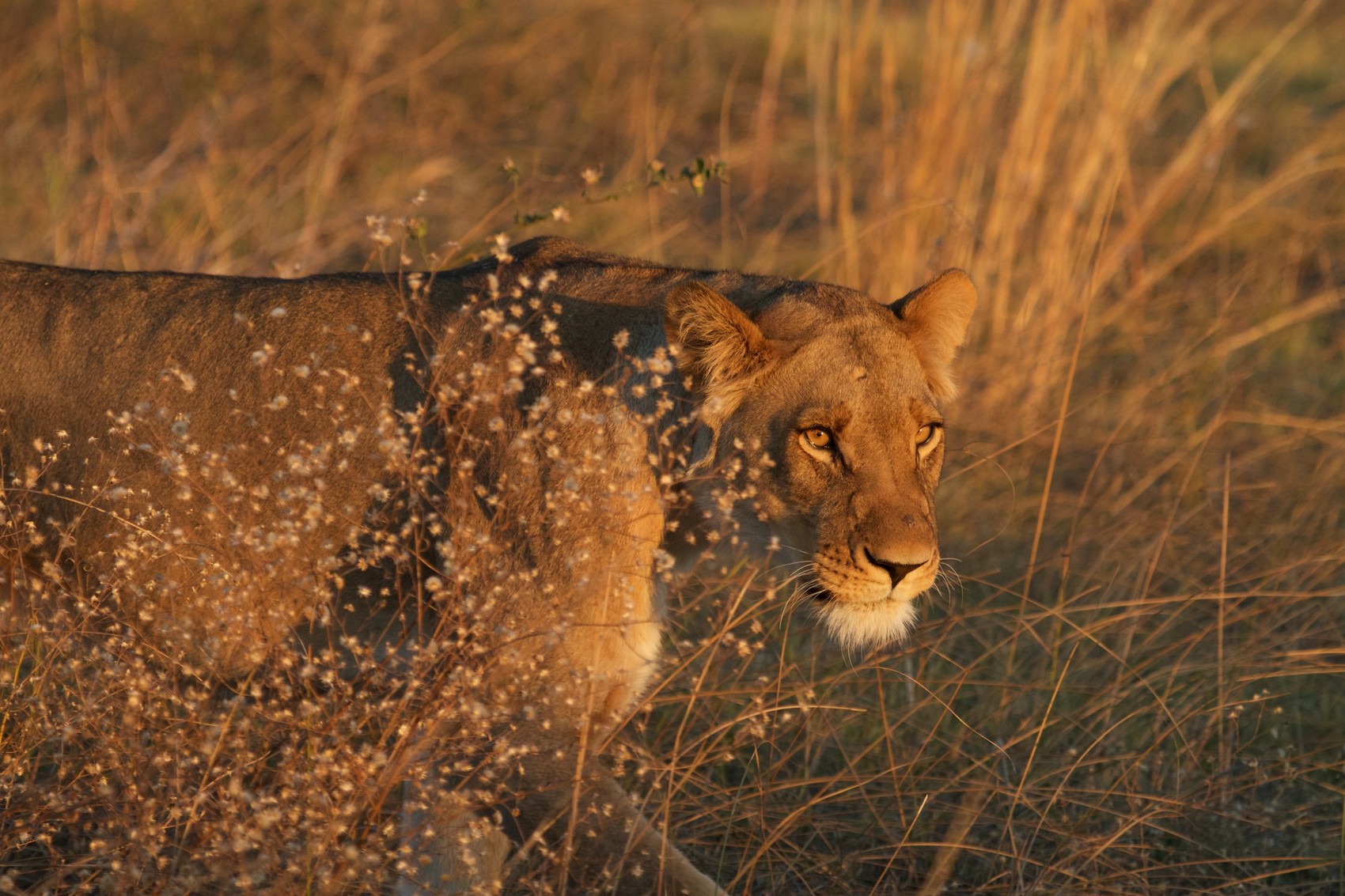 Savute Game Reserve