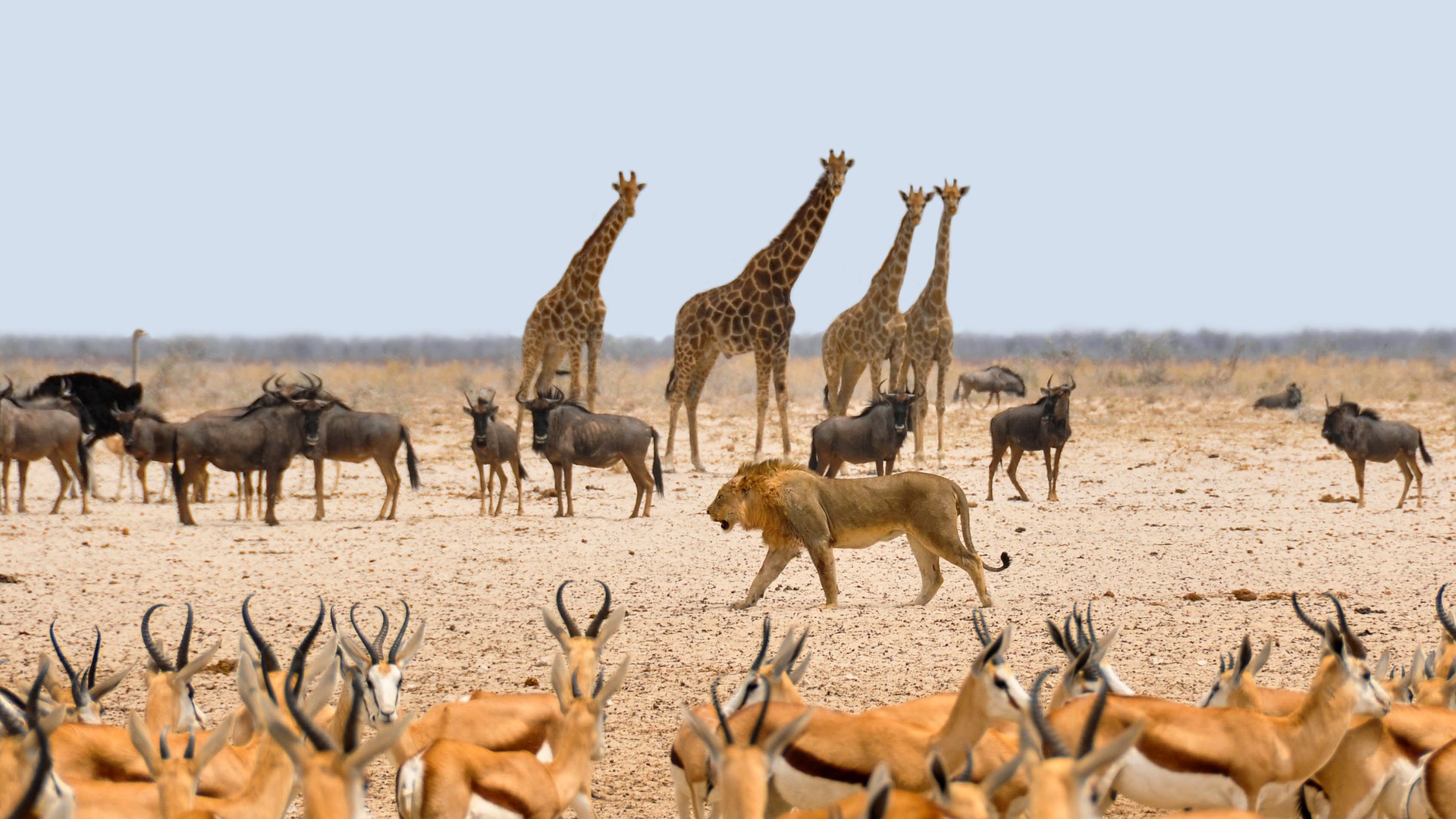 Parco Etosha