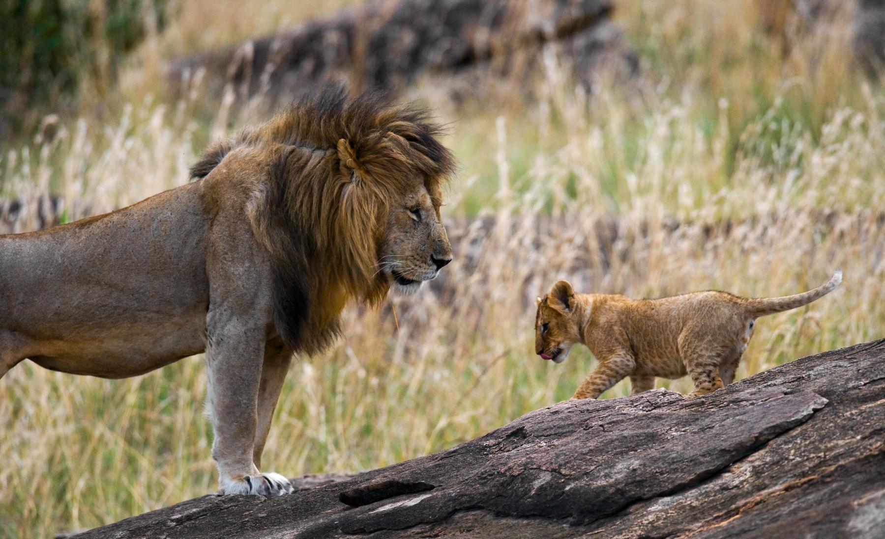 Moremi Game Reserve