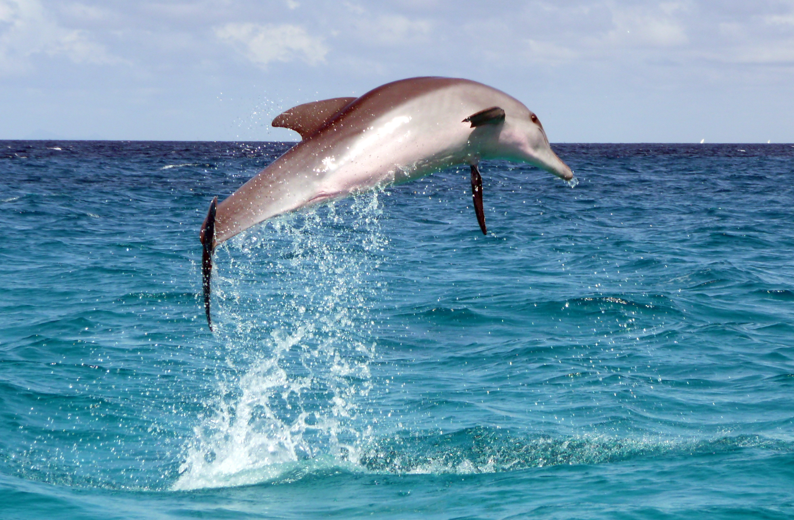 Delfino a Menai Bay