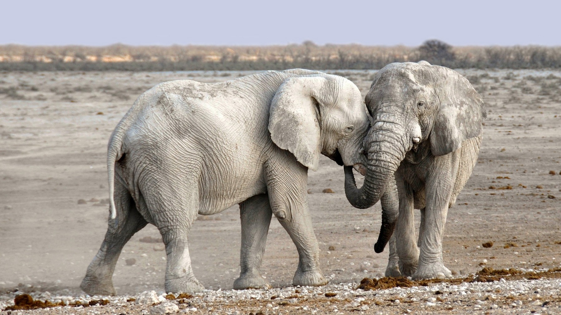 Gli elefanti del deserto