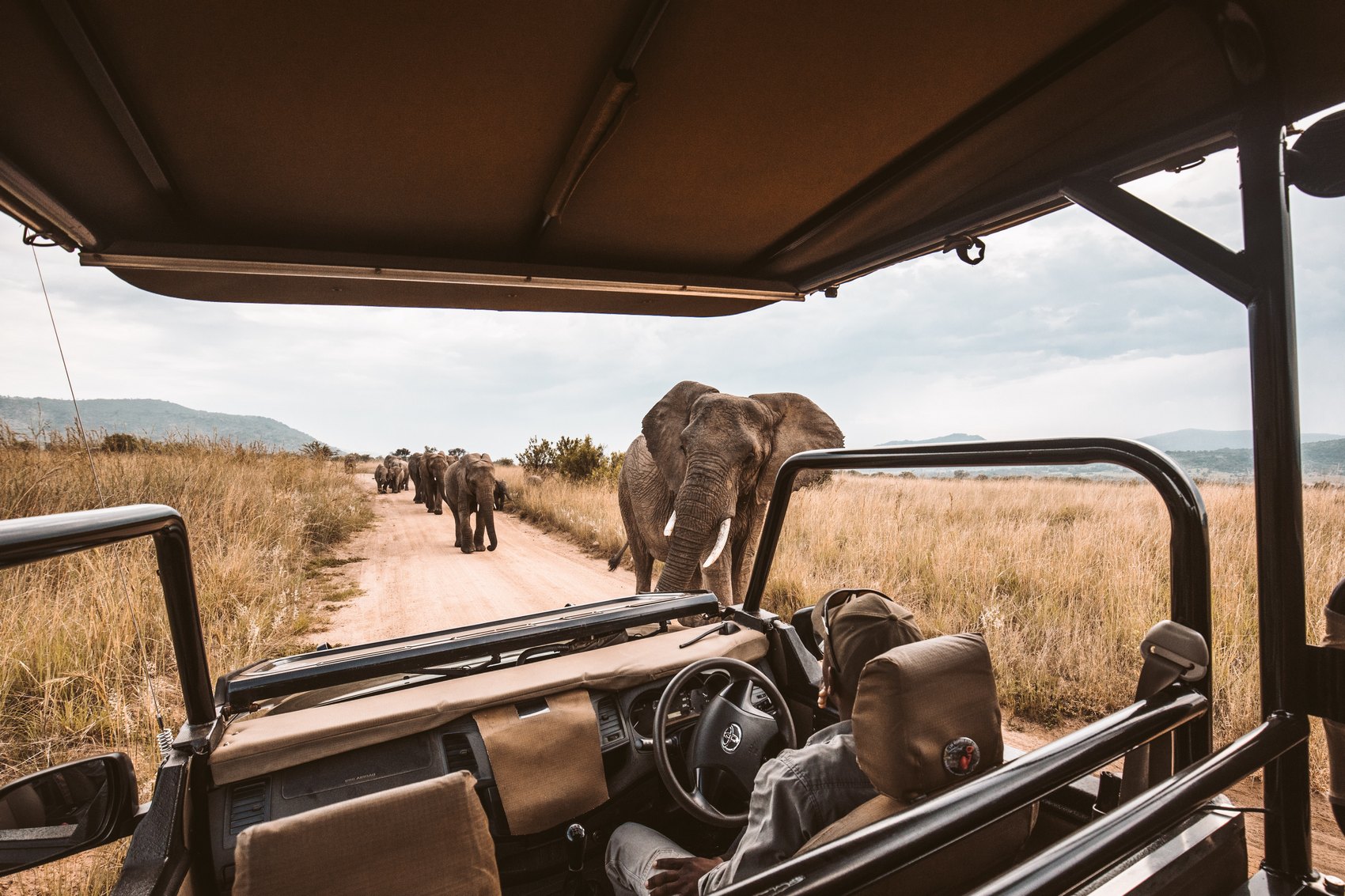 Elefante nel Kruger