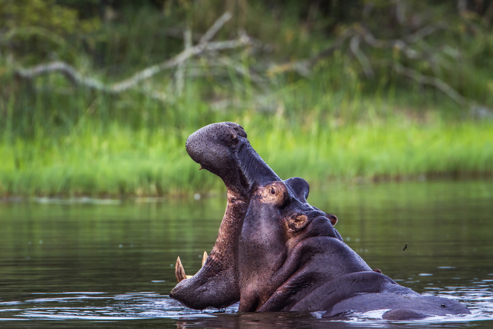 Hwange National Park