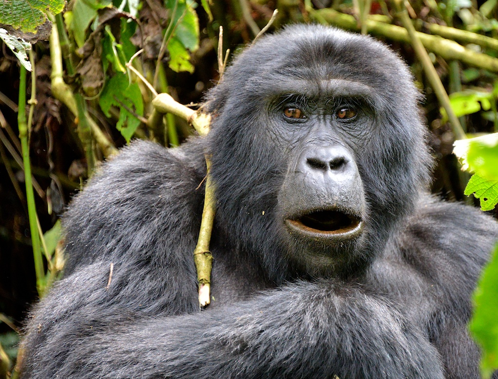 Gli ultimi gorilla di montagna