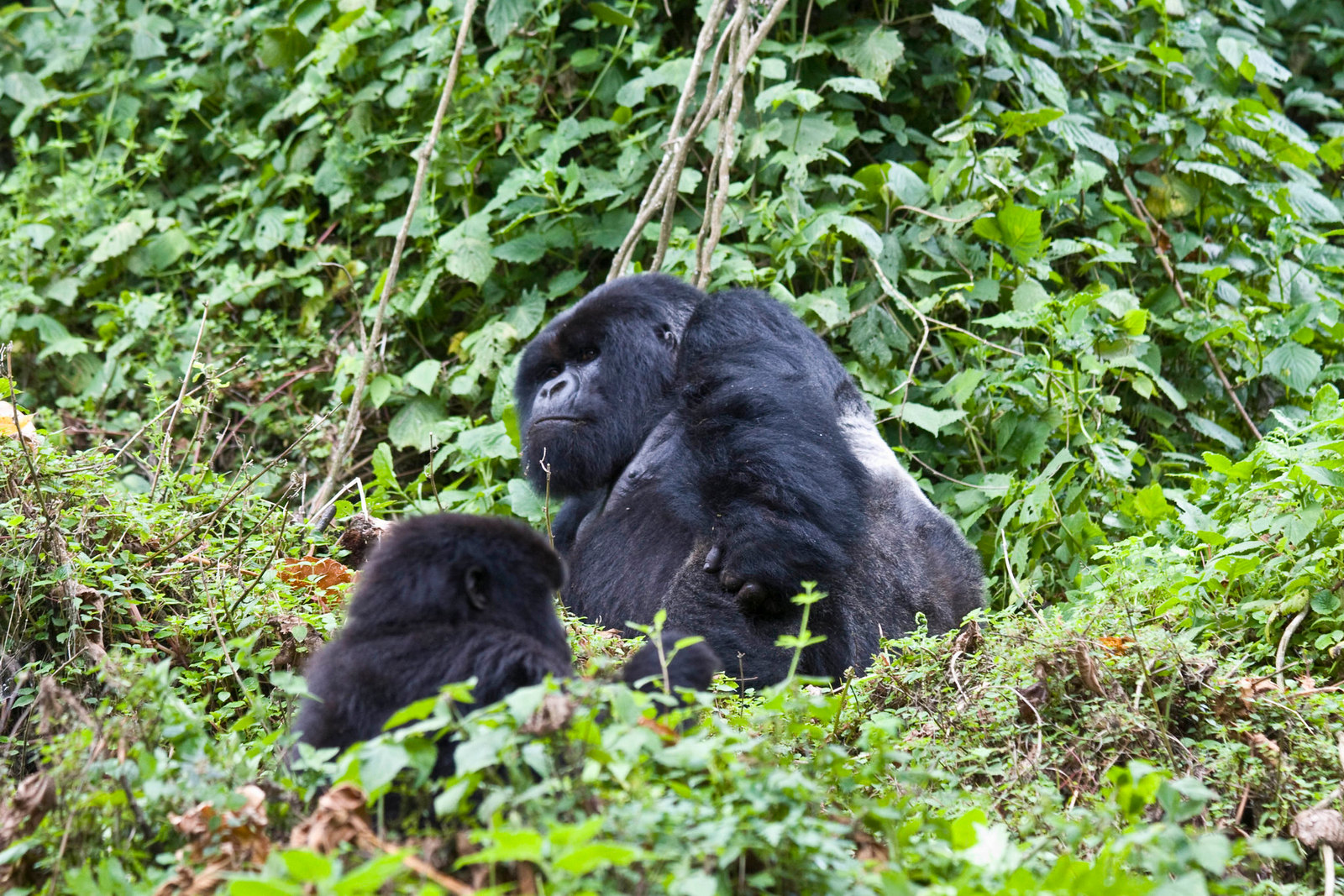 Gli ultimi gorilla di montagna