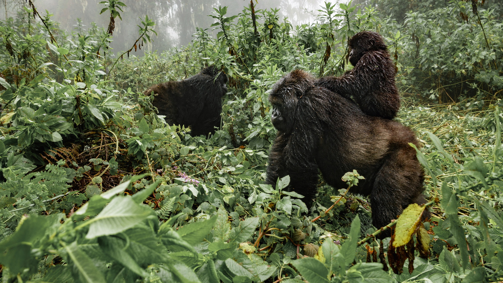 Gli ultimi gorilla di montagna