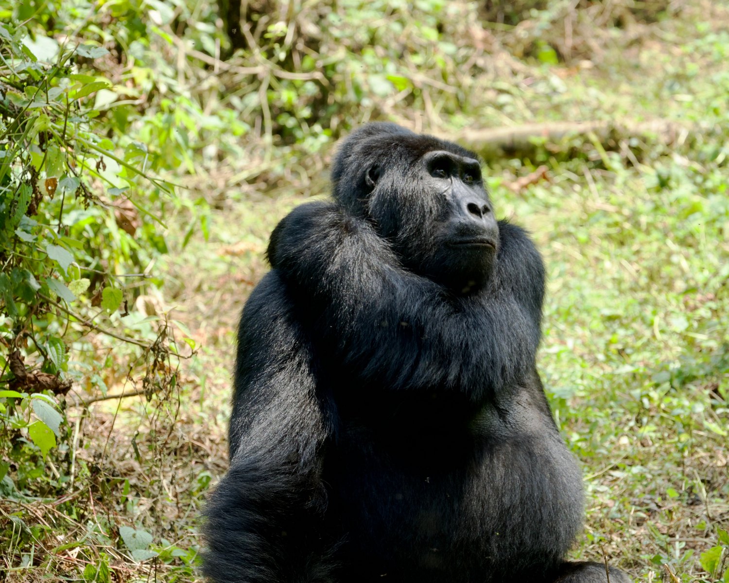 Gli ultimi gorilla di montagna