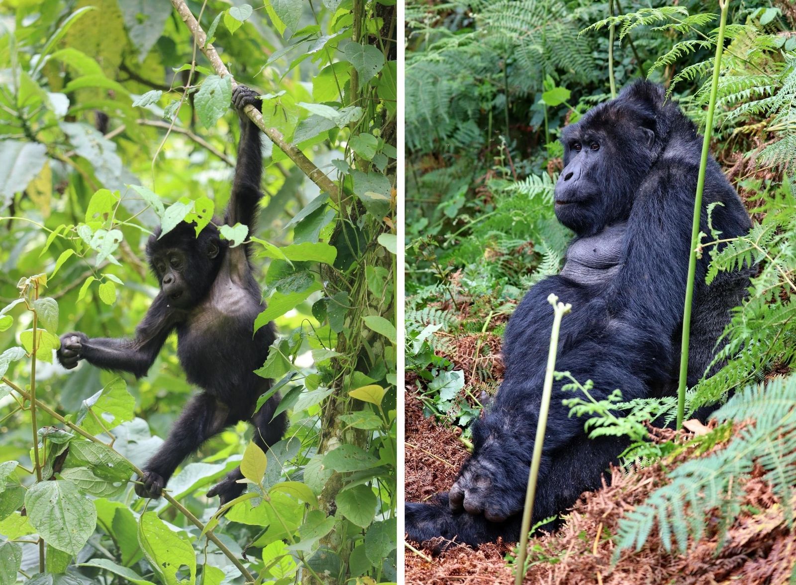 Gli ultimi gorilla di montagna