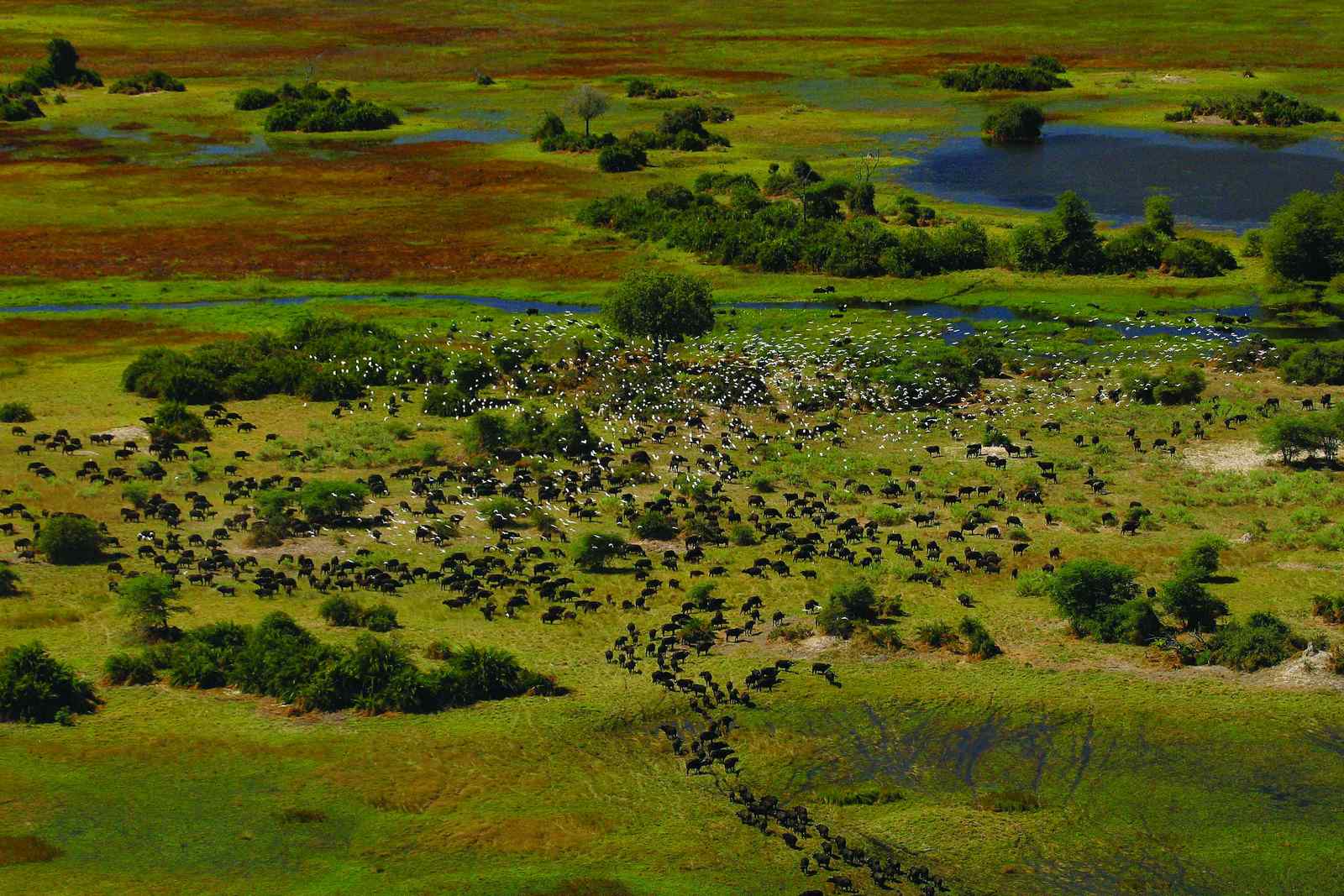 Okavango Delta