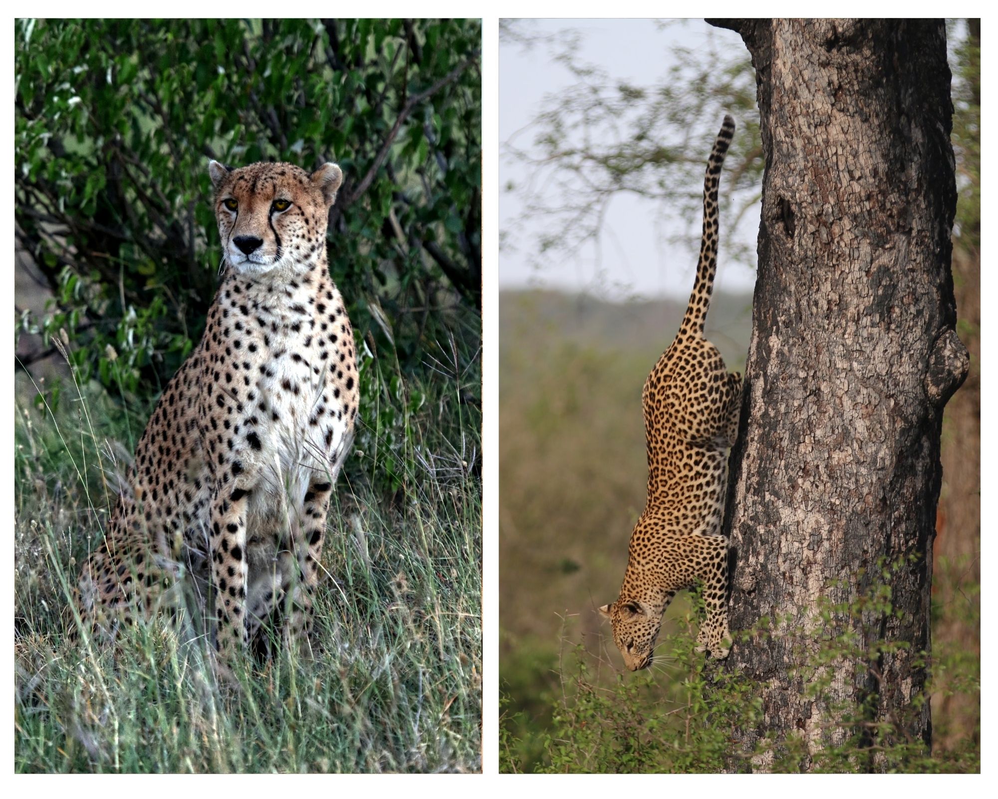 ghepardo e leopardo