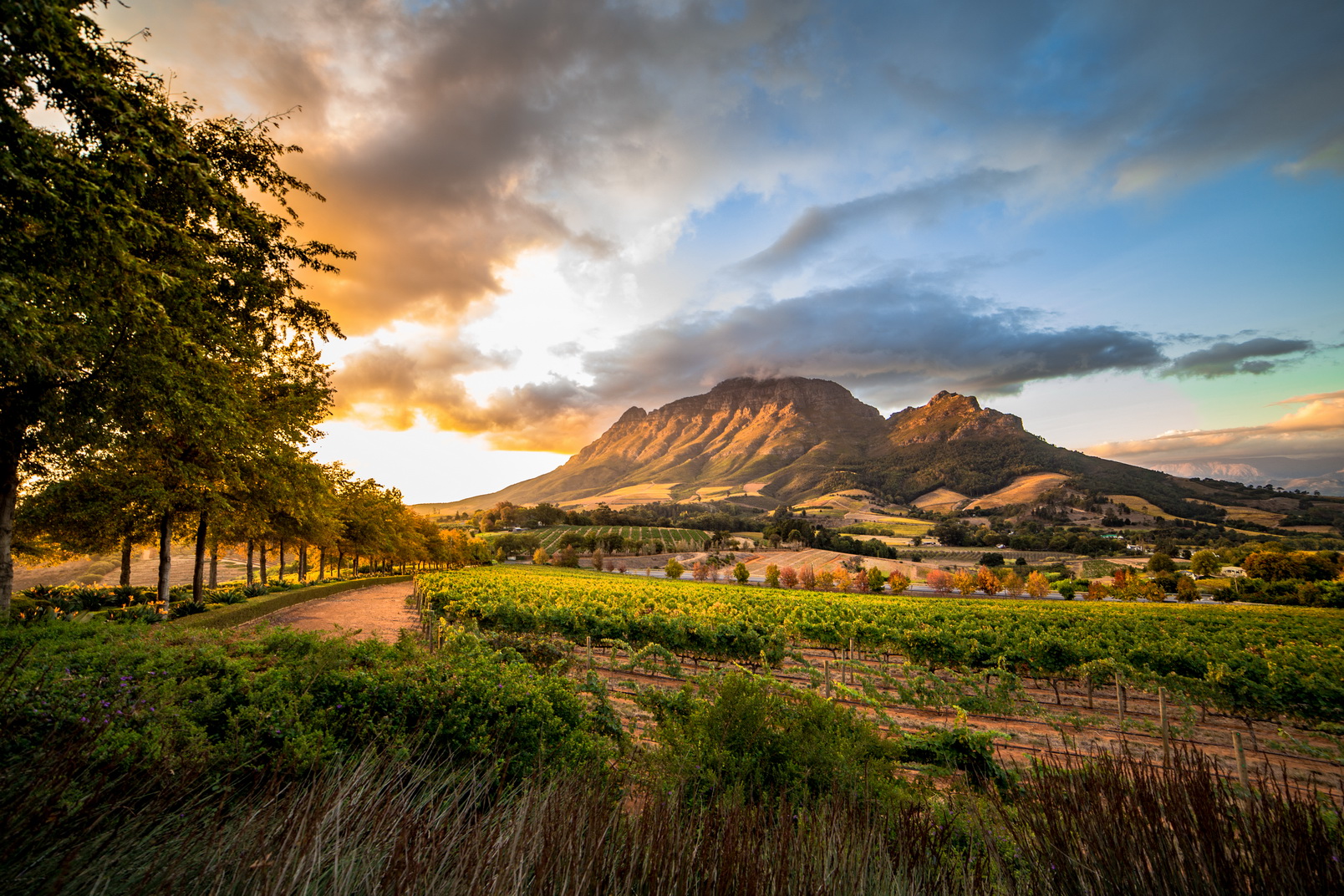 YAlla scoperta delle Winelands, magia sudafricana